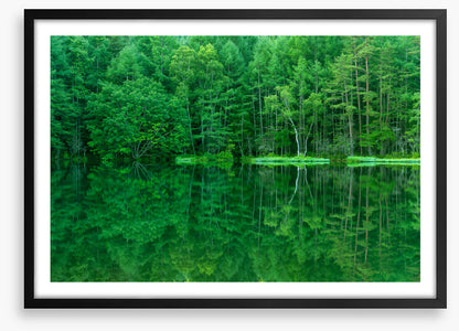 Green forest lake