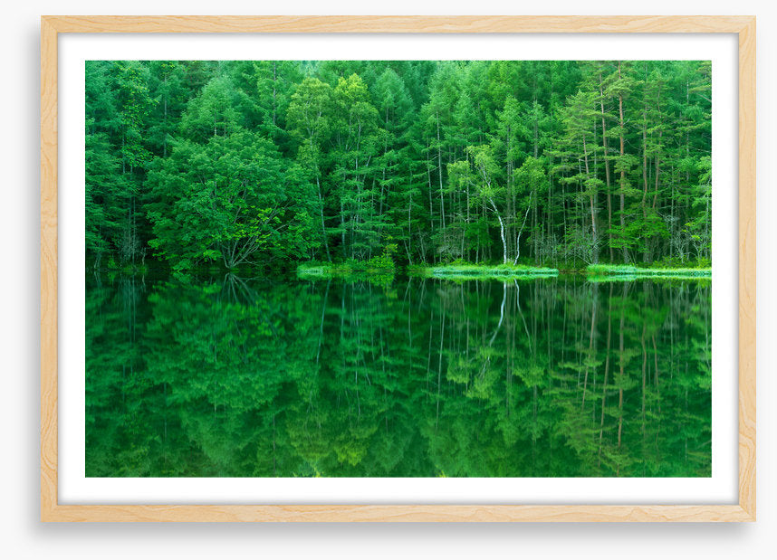 Green forest lake