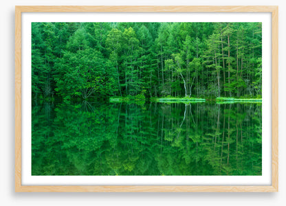 Green forest lake