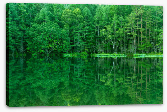 Green forest lake