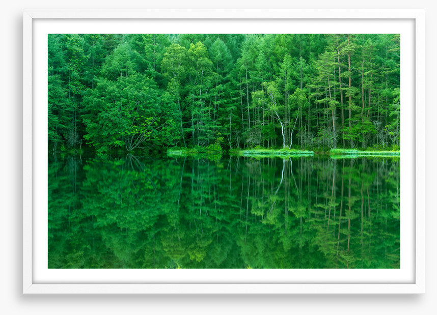 Green forest lake
