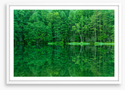 Green forest lake