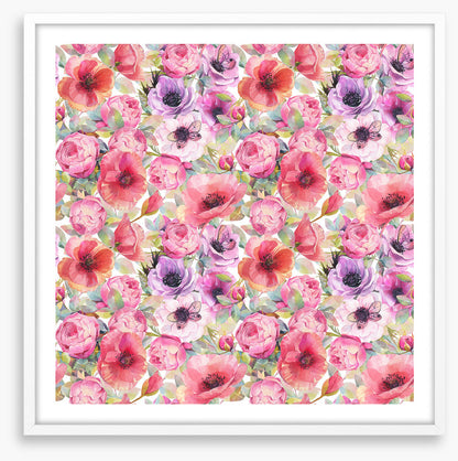 Rosy poppies