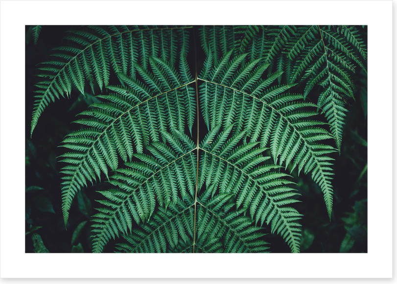 Leaves