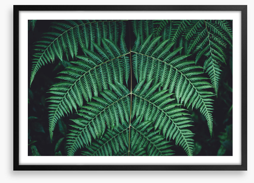 Leaves
