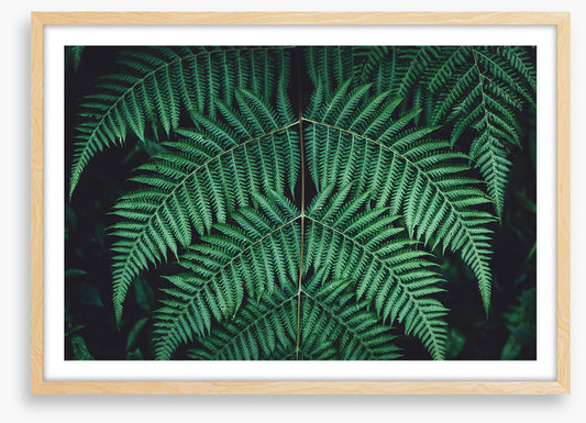 Leaves