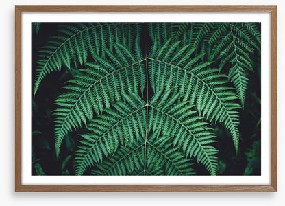 Leaves