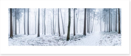 Snowy forest panorama