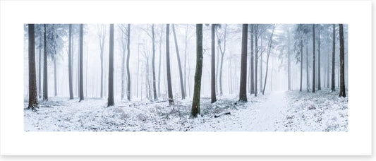 Snowy forest panorama
