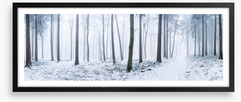 Snowy forest panorama
