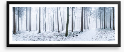 Snowy forest panorama