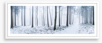 Snowy forest panorama