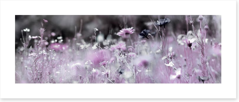 Purple haze