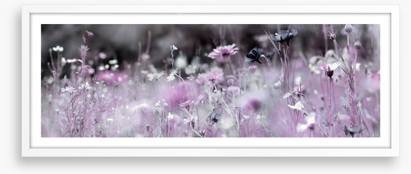 Purple haze