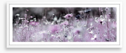 Purple haze