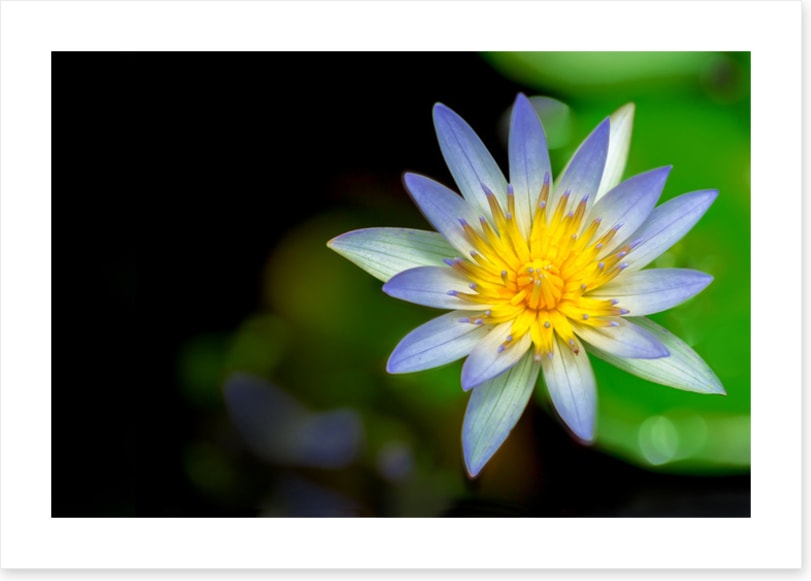 Wilderlily