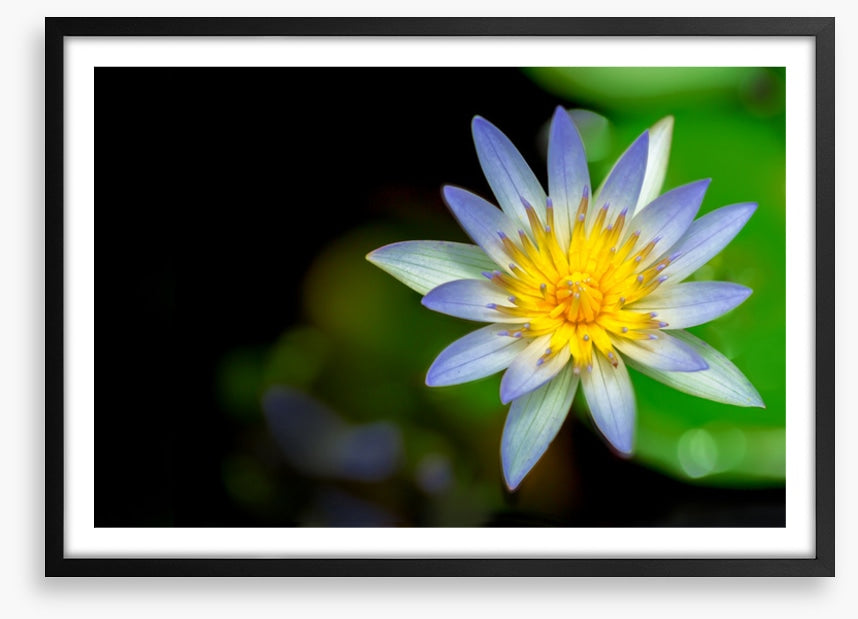 Wilderlily