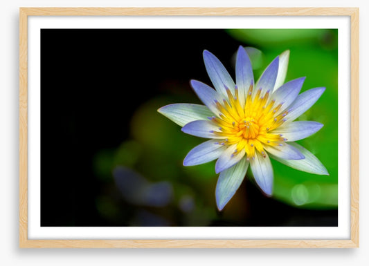 Wilderlily