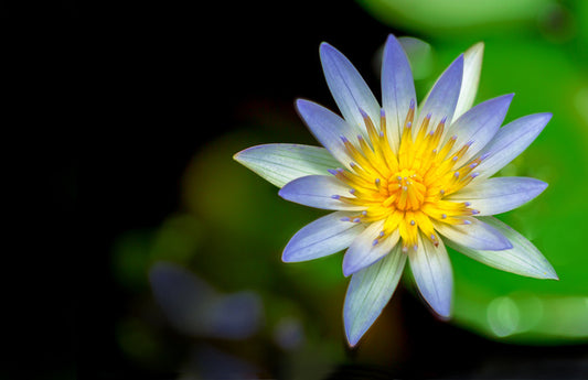 Wilderlily