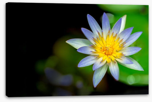 Wilderlily