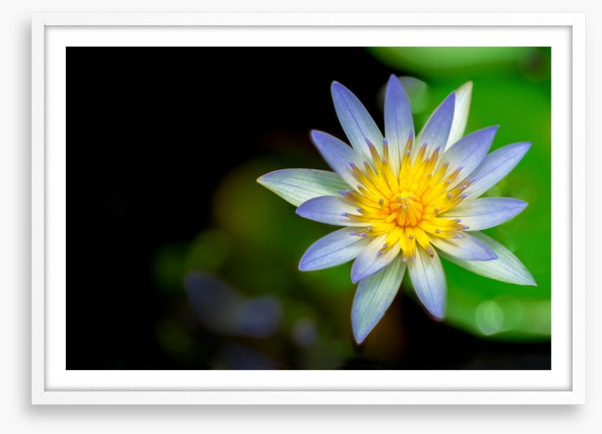 Wilderlily