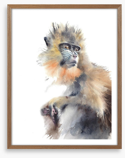 Animals