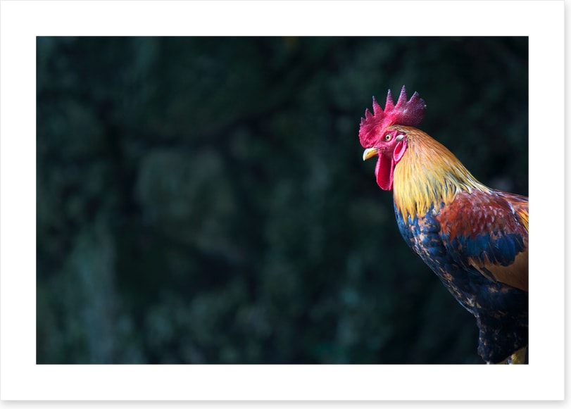 Birds