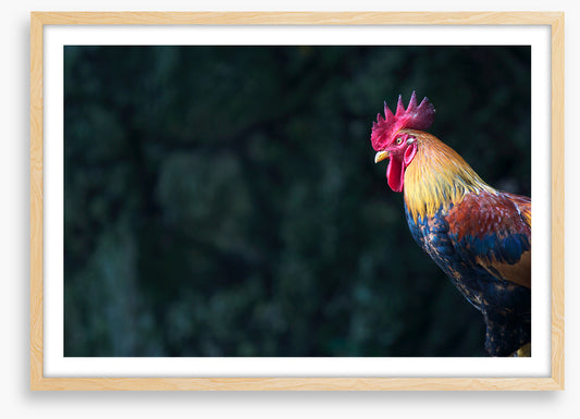 Birds