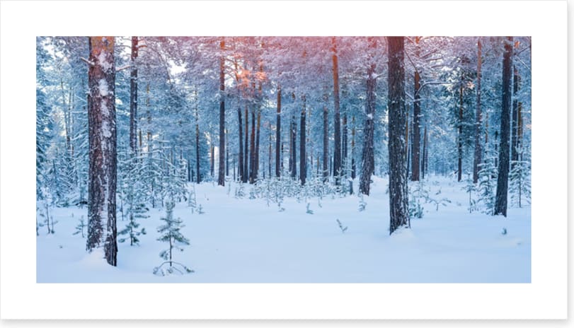Forests