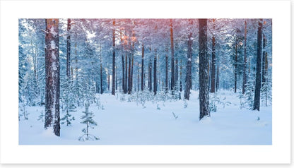 Forests