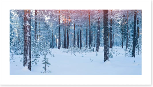 Forests