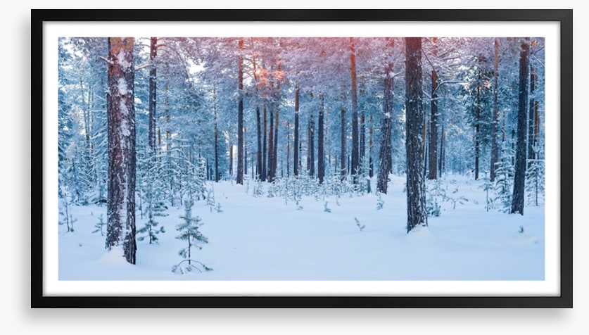Forests