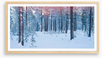 Forests
