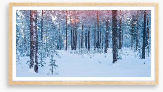 Forests
