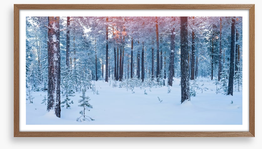 Forests