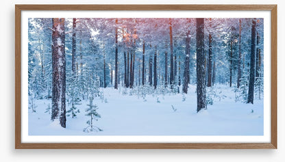 Forests
