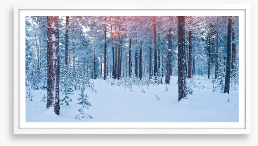 Forests