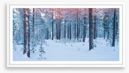Forests