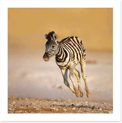 Zebra colt bolt