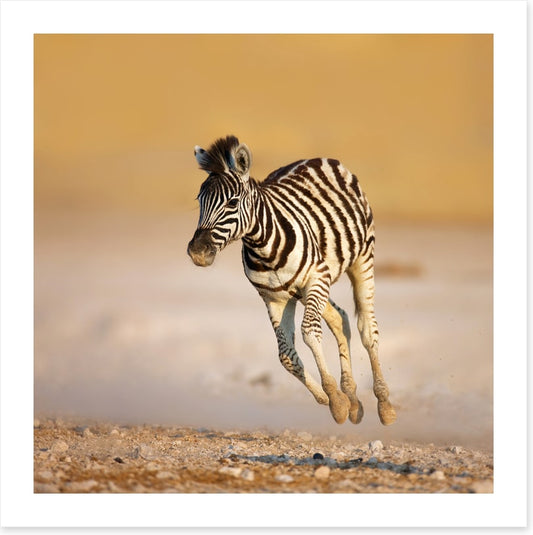 Zebra colt bolt