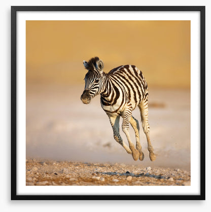 Zebra colt bolt