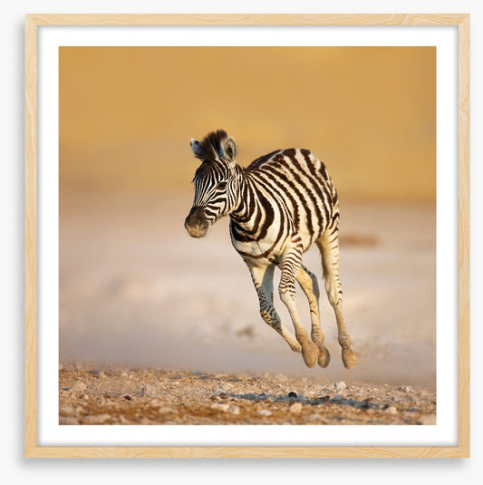 Zebra colt bolt