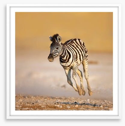 Zebra colt bolt