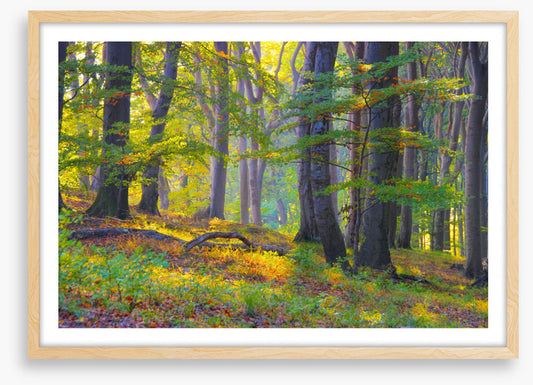 Last summer sunlight