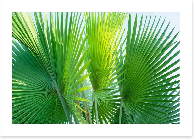 Leaves