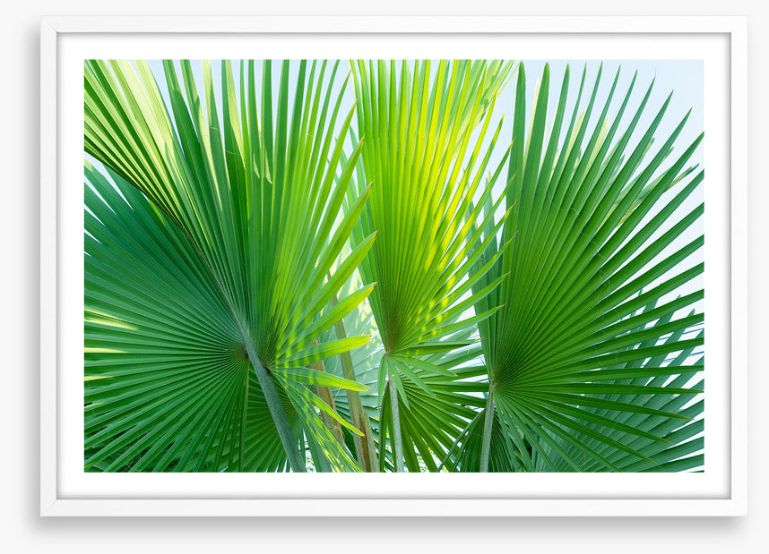 Leaves