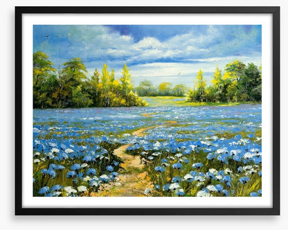 Blossoming cornflowers