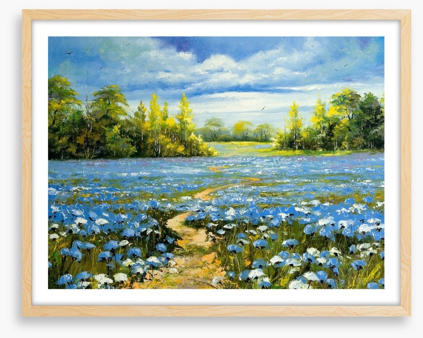 Blossoming cornflowers
