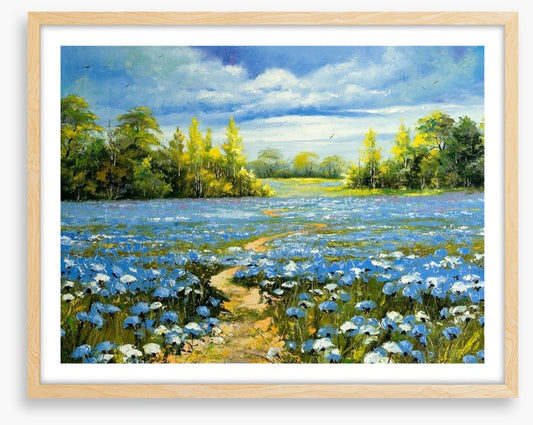 Blossoming cornflowers
