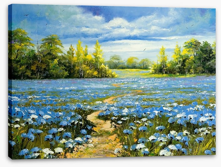 Blossoming cornflowers